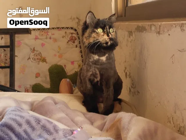 قطه سلحفائية للبيع