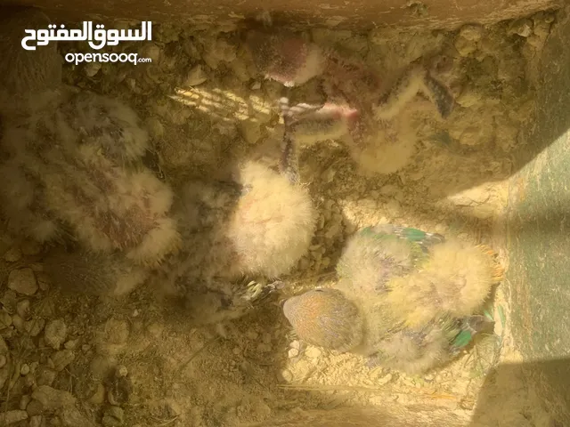 فراخ كوكتيل و روز وحب إنجليزي