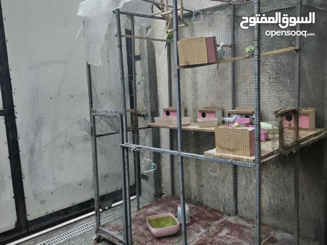 متاح قفص حديد قوي ارتفاع مترين عرض متر ونص نزال متر مع 9 طيور وكافه محلقاتهن ب200 الف قفل