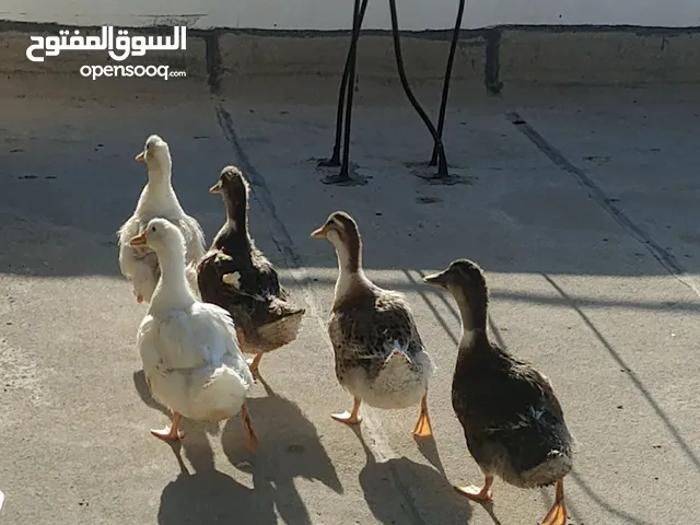 بط عدد 5 للبيع عمر من 3-4 شهور . .........................................................