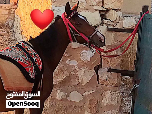 فرس طيبه للبيع بسعر  حرررررق
