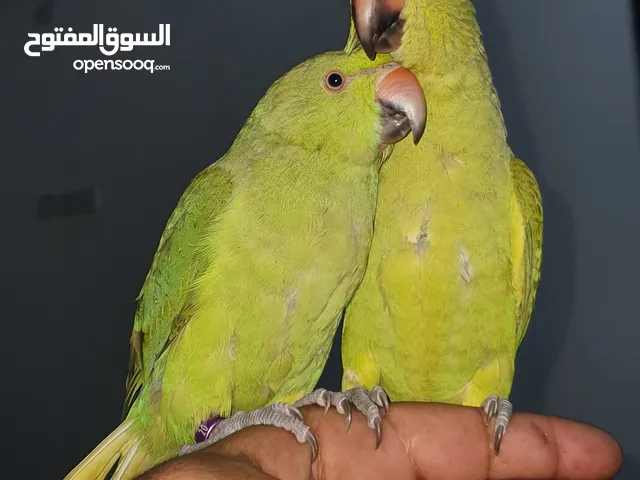 اثنين بغبغاء ذكر وانثى اليفات مبتدعات بالكلام يصفروا ويطقطق ويرقص اللي فات بيطلع على اليد وعلى الكتف