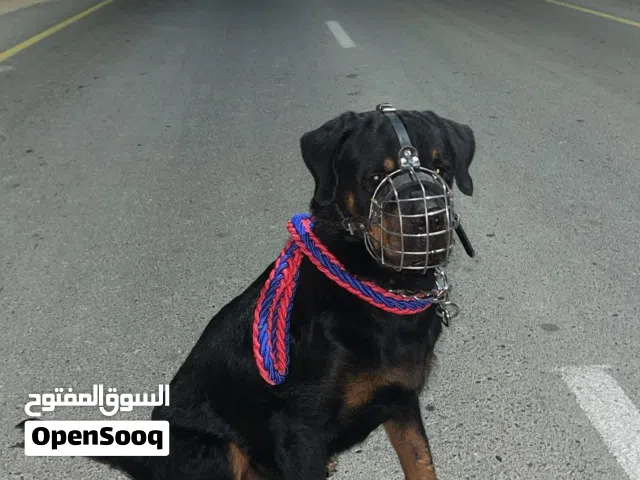 روت وايلر بيور ذكر عمره سنه وشهرين