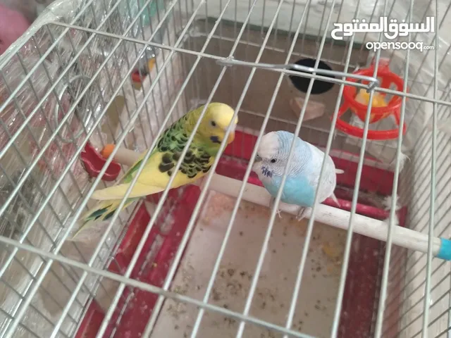 جوز عصافير حب للبيع