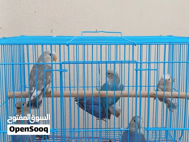 للبيع لافبيرد