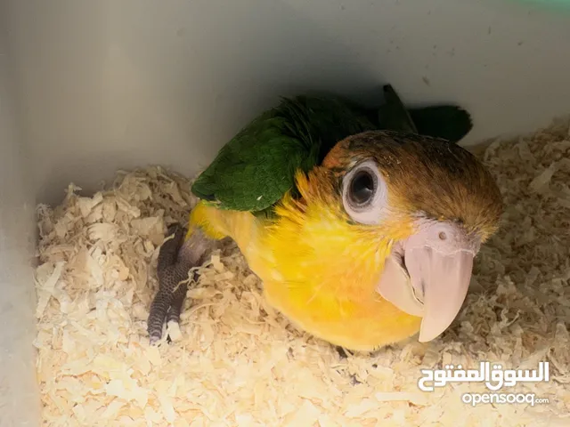 خدمه توصيل الطيور