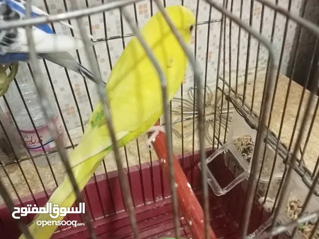 عصفورين من نوع بيريش