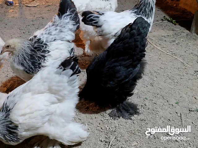 السلام وعليكم دجاج لبيع