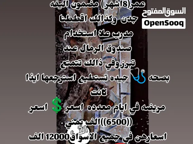 قطه شيرازي بسعر 6500 الف اقرأ الوصف الذي يوجد في الصورة رقم 2