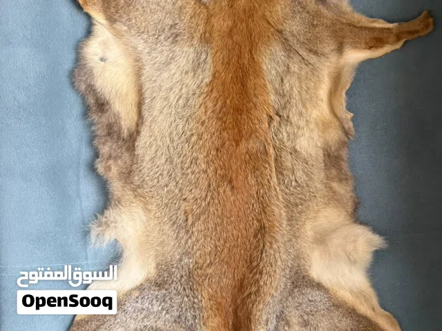Natural Fox Fur Pelt / فرو ثعلب طبيعي