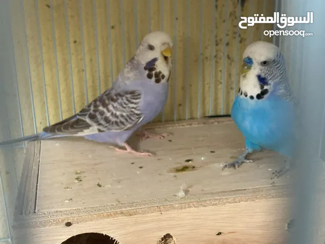 للبيع زوج هند (حب)هولندي مخلوط بدم انجلينزي وحجم جامبو رقم التواصل بدون القفص