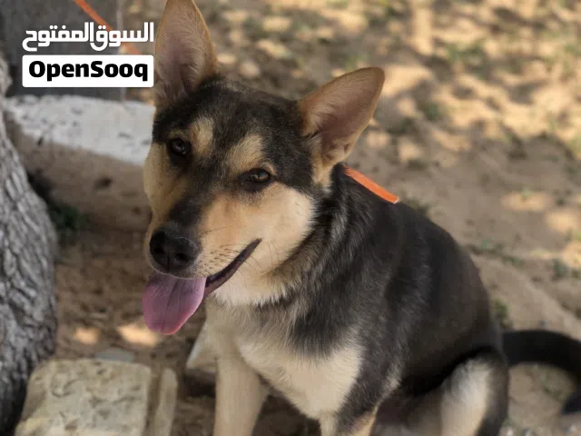 كلب ولف كلب نشاط