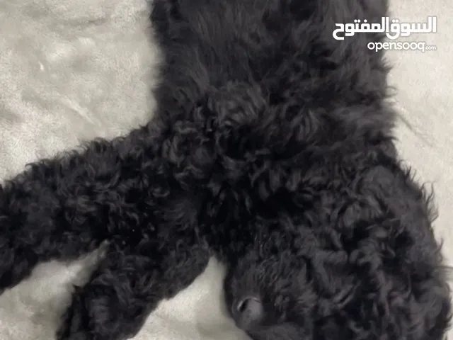 جراء بودل ميني