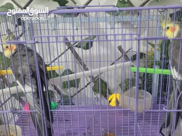 2 Cockatiels Parrots (pair)