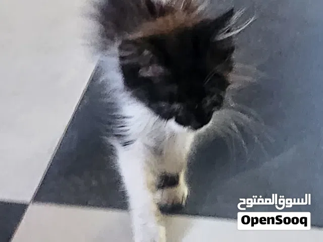 قط مريض للتبني