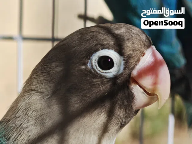 كوبية فيشر بيرسوناتا بلوا مصوقر وعلي دحي توا