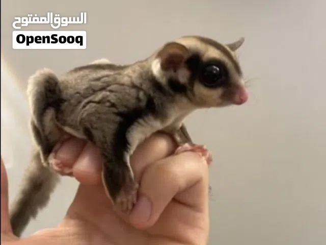 سنجاب طائر