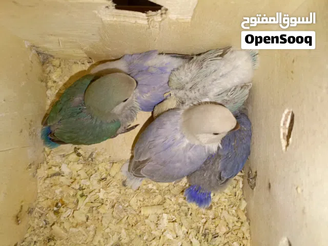 طيور روز فراخ للزق اليدوي اجمل الالوان صحه ونظافه