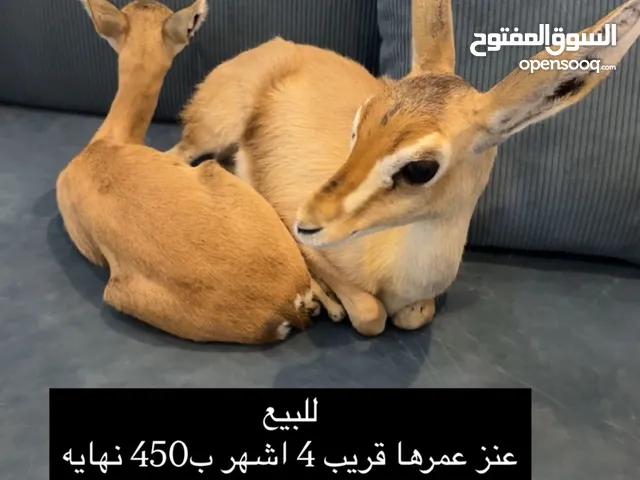 غزلان عنوز