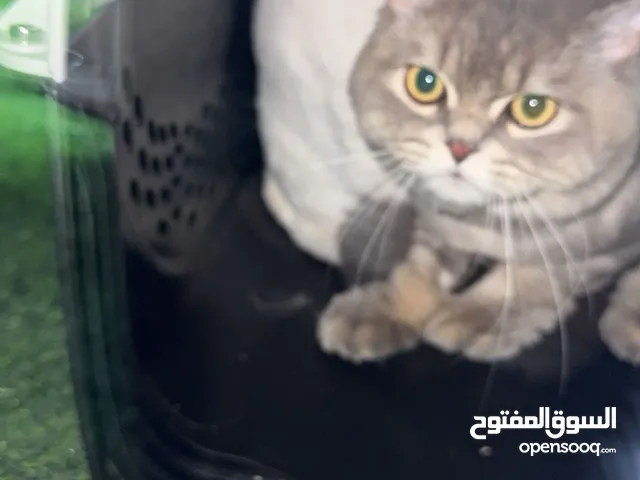 قطه هملايا ماتعاني من شي و نظيفه بعد