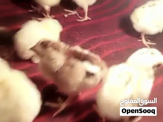 افراخ دجاج للبيع