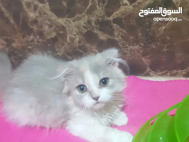 قطة انثى للبيع