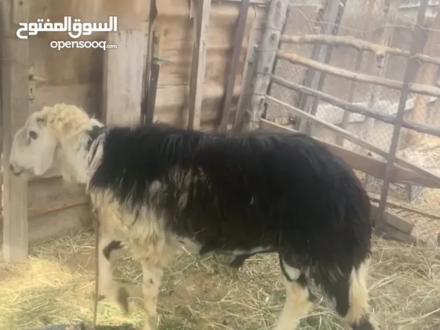 كبش نجدي للبيع