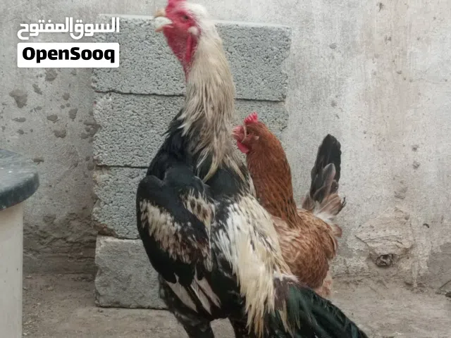 ديك باكستاني للبيع