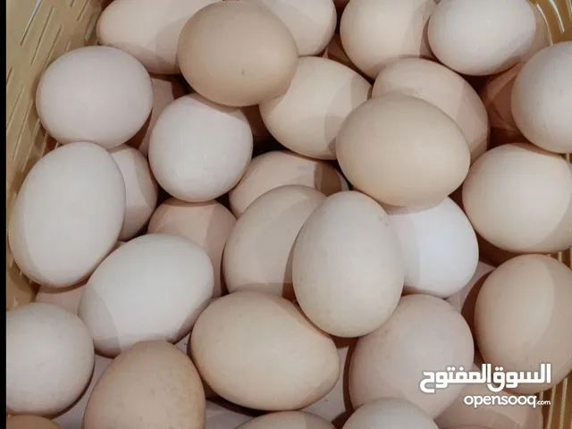 للبيع بيض محلي