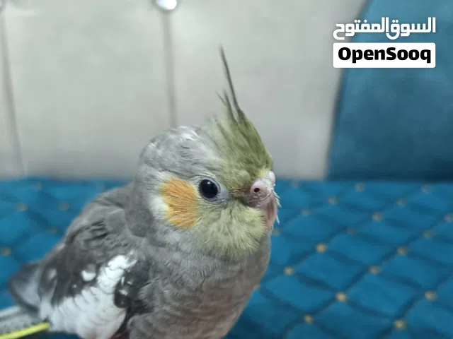 كوكتيل حبشي اليف طينه شوف وصف