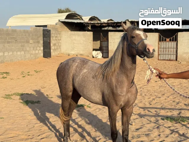 مهرة للبيع