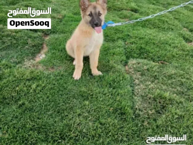 كلب للبيع ولا تبديل بي تلفون ولا تبديل