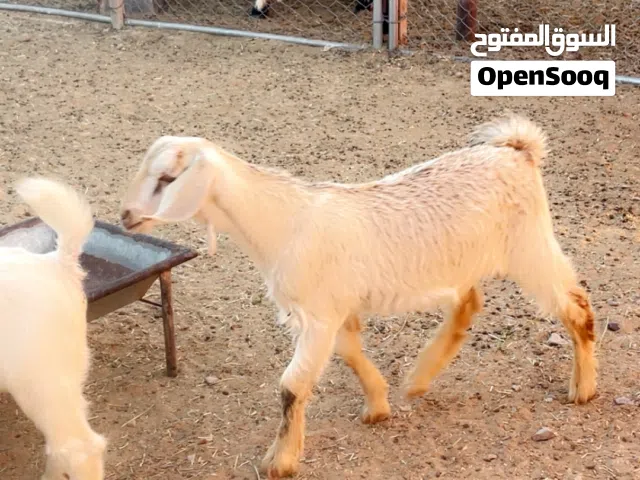 جعد وثلاث كباشه. وثنينه تيوس للبيع كل واحد بسعره من 80الي 65الي 55