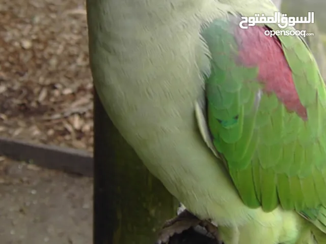 مطلوب أنثى كساندرا