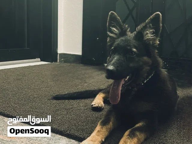 ورك لاين العمر أربع اشهر