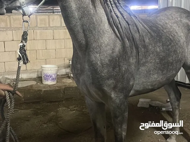 للبيع بيور مصري انتاج ساره الصباح