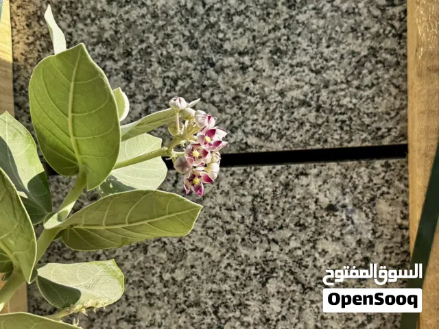 بلاط جرانيت رمادي فاتح 60×60  جاهز في مسقط  سعر خاص للكميات