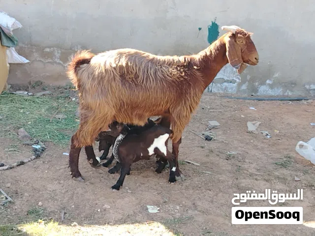 عنز هجين تلوتية تحتها 3 جديان ذكور راويات ربي يبارك سنهاجامعة الفر موضح في الصور المكان صبراتة يوجد