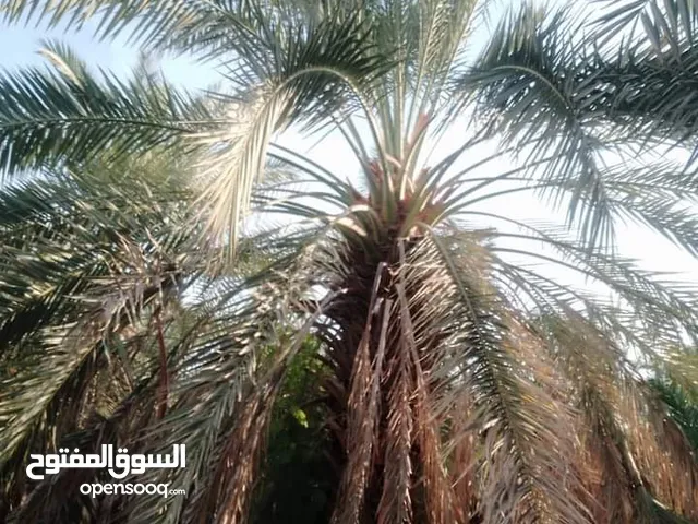 متوفر جميع انواع وأحجام الاشجار المثمره والزينه