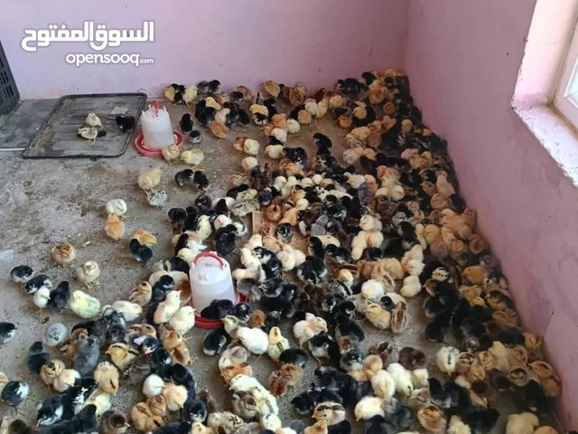 صيصان للبيع عمر شهرين سعر الصوص دينارين