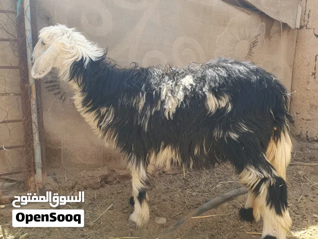 كبشين و حمله للبيع من حلال النجدي