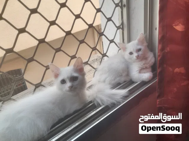 قطط شيرازى للبيع