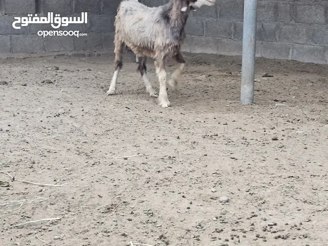 للبيع شاتين صغار في السن