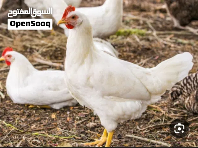 100 جاجه بياض للبيع السعر مغري