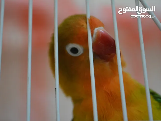 ببغاء فيشر وروز