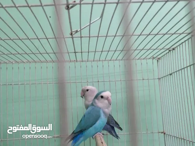للبيع زوج لافبير
