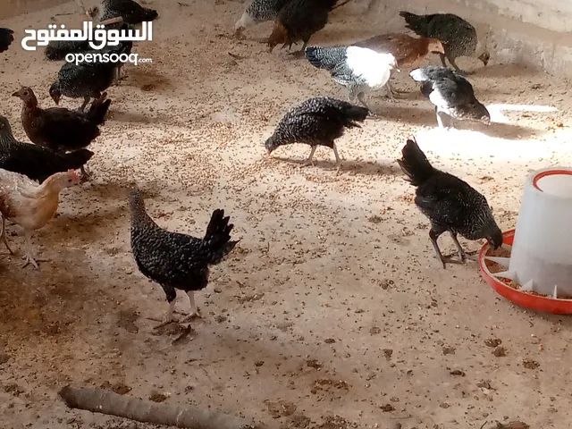 فراخ بلدي + فيومي