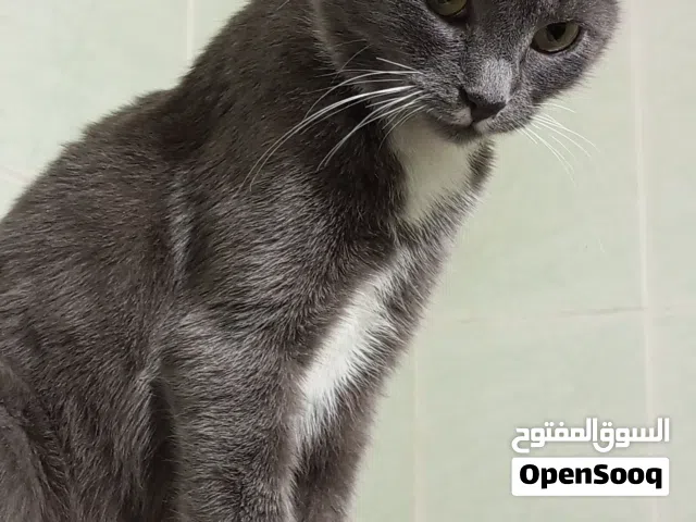 قطه انثى روسيه
