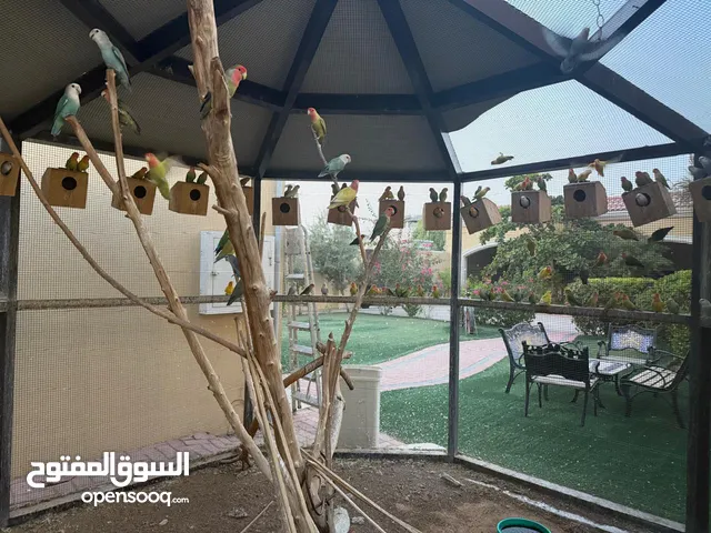 Love bird (روز) wholesale 70+ birds