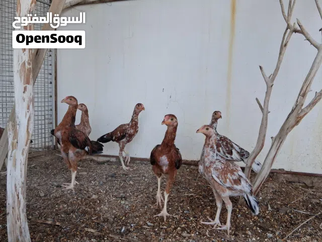دجاج باكستاني العمر 3 شهور ونص نسل جميل